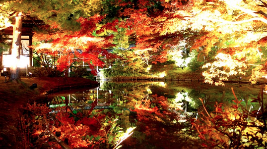 高台寺 紅葉 画像